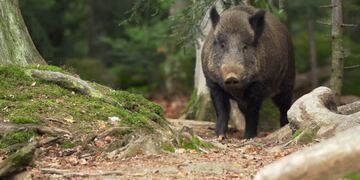 El puntano que mató a su amigo tras confundirlo con un jabalí quedó en libertad: los motivos de la decisión