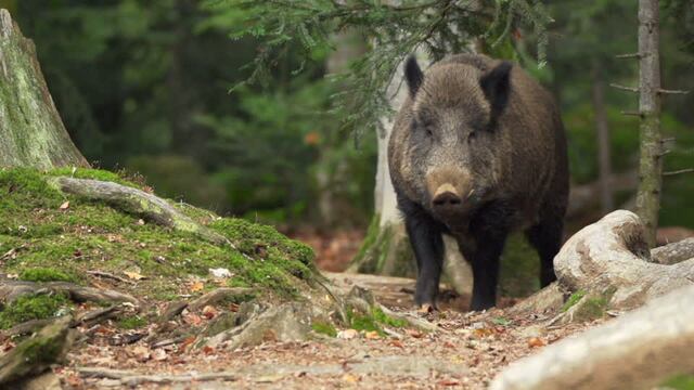 El puntano que mató a su amigo tras confundirlo con un jabalí quedó en libertad: los motivos de la decisión