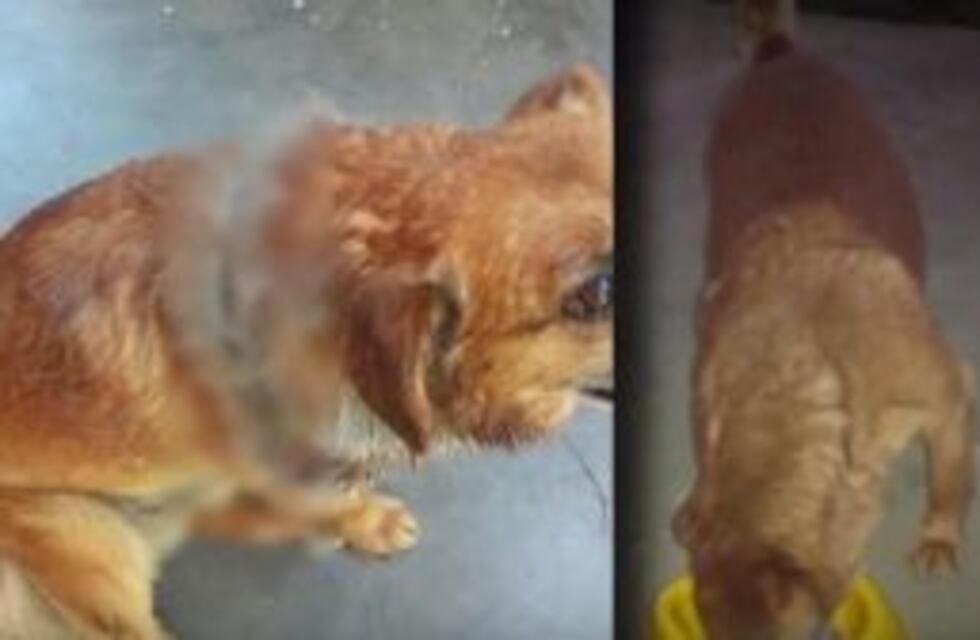 Denuncian que un perro callejero fue apuñalado y abandonado en la calle