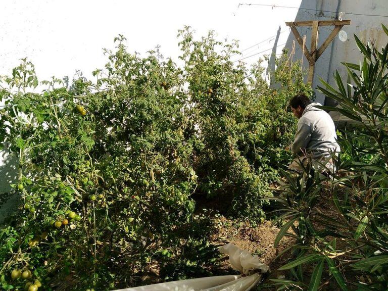 Inta huerta agroecológica