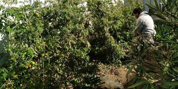 Caleta Olivia: el INTA brindará taller La Huerta y sus espacios