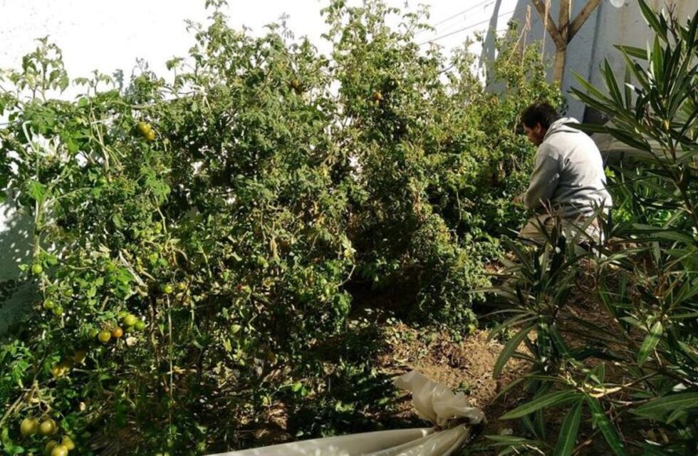 Caleta Olivia: el INTA brindará taller La Huerta y sus espacios