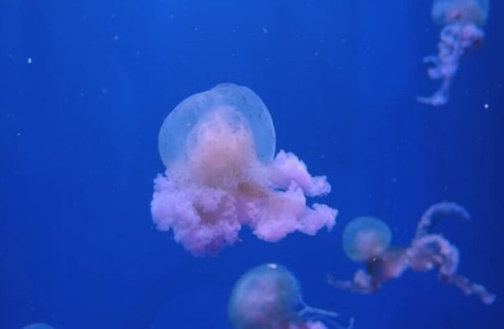 Advierten por la presencia de enormes medusas en Puerto Madryn