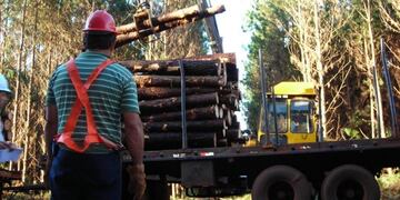 Imagen ilustrativa\u002E Industria forestal\u002E