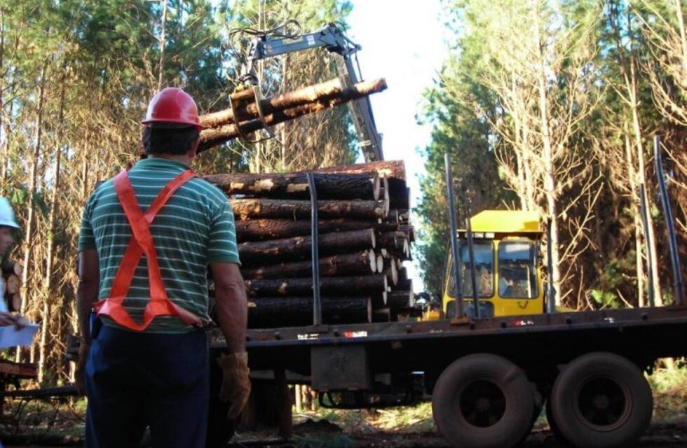 Corrientes usará US$3 millones del BID para la industria forestal