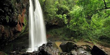 Estudiantes universitarios de la UNaM plantaron arboles en el Complejo Salto Berrondo de Oberá\u002E