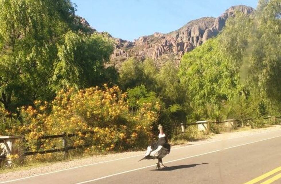 Un cóndor caminó por la calle en Valle Grande y se llevó todas las miradas