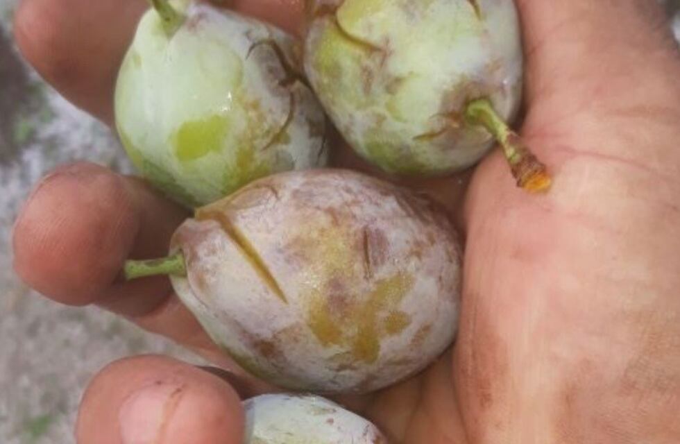 Tormenta de agua, granizo y viento provocan graves daños en San Rafael