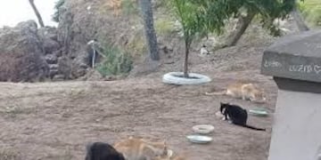 Colonias de gatos se observan en la Costanera\u002E