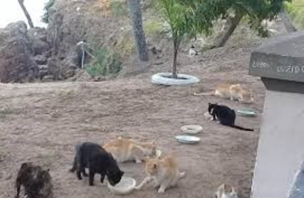 Buscan fondos para castrar a gatos de la Costanera y el Parque Mitre