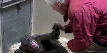El tierno abrazo de un chimpancé moribundo y su dueño