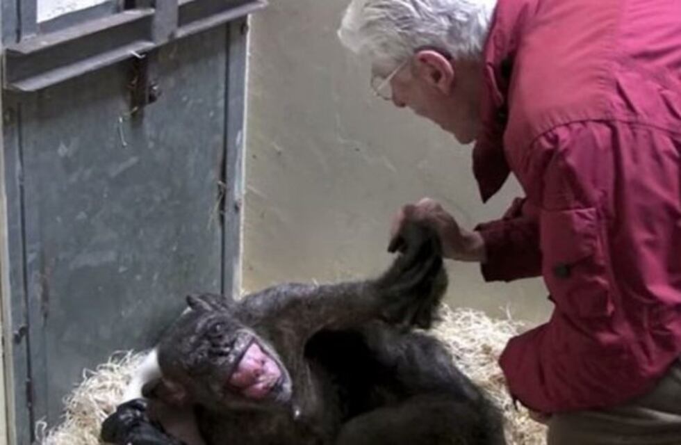 Una chimpancé a punto de morir reconoció a su dueño y le dio un increíble abrazo