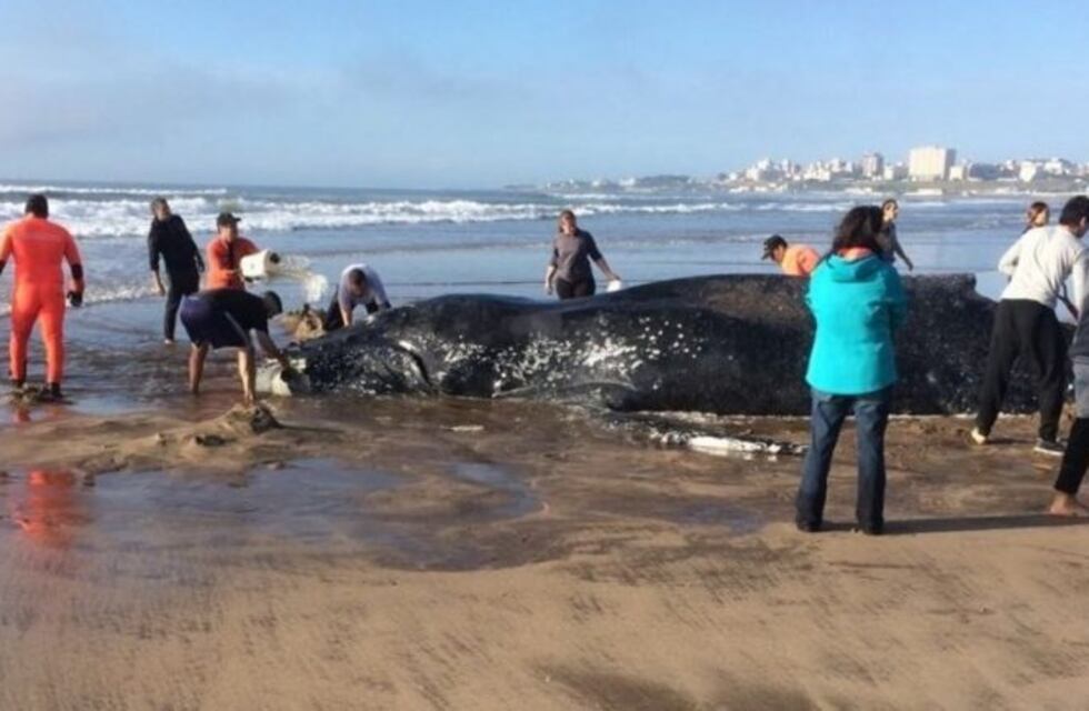Sorpresa en Mar del Plata: una ballena quedó varada en la costa