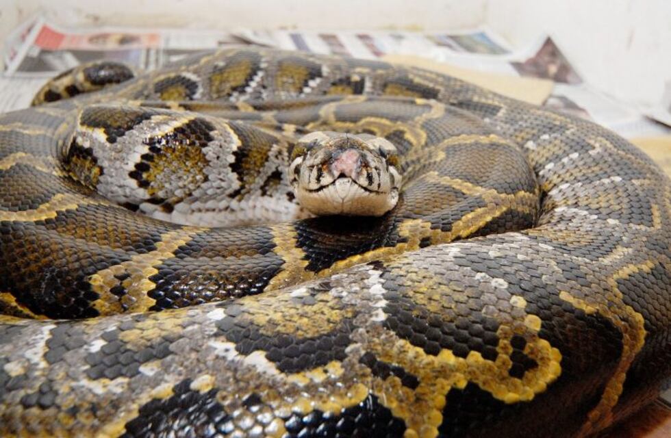 Una mujer pensó que sacaba del lavarropas un vestido estampado, pero era una serpiente pitón