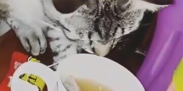El gato Nicanor se hizo viral en las redes tomando el té\u002E (Instagram)