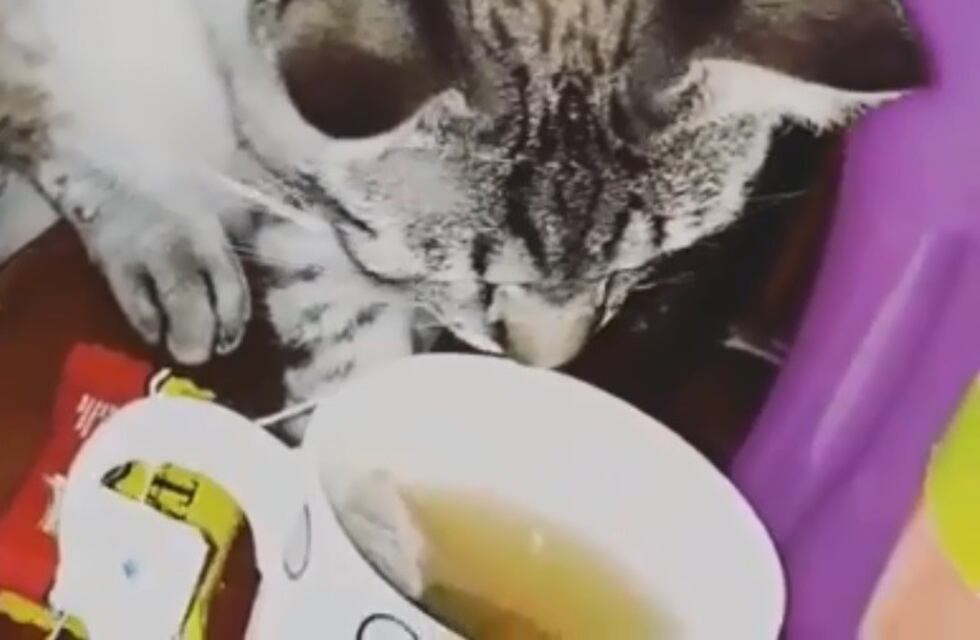 El divertido video de Nicanor, el gato rosarino que toma el té