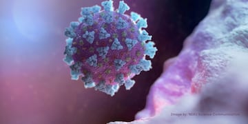 FILE PHOTO: A computer image created by Nexu Science Communication together with Trinity College in Dublin, shows a model structurally representative of a betacoronavirus which is the type of virus linked to COVID-19, better known as the coronavirus linked to the Wuhan outbreak, shared with Reuters on February 18, 2020\u002E NEXU Science Communication/via REUTERS THIS IMAGE HAS BEEN SUPPLIED BY A THIRD PARTY\u002E MANDATORY CREDIT\u002E/File Photo