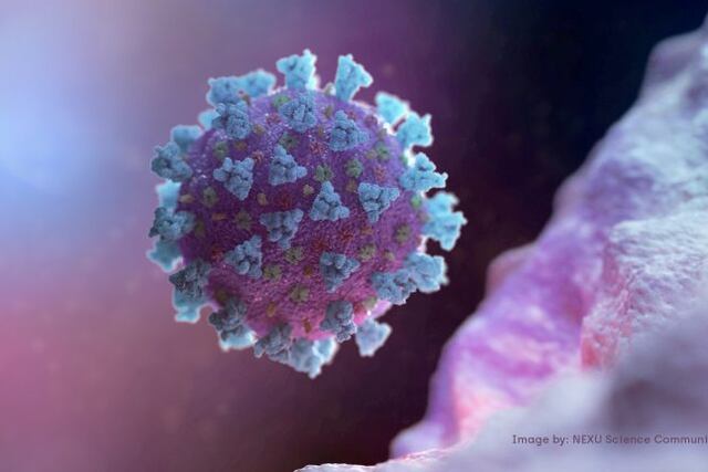 FILE PHOTO: A computer image created by Nexu Science Communication together with Trinity College in Dublin, shows a model structurally representative of a betacoronavirus which is the type of virus linked to COVID-19, better known as the coronavirus linked to the Wuhan outbreak, shared with Reuters on February 18, 2020\u002E NEXU Science Communication/via REUTERS THIS IMAGE HAS BEEN SUPPLIED BY A THIRD PARTY\u002E MANDATORY CREDIT\u002E/File Photo