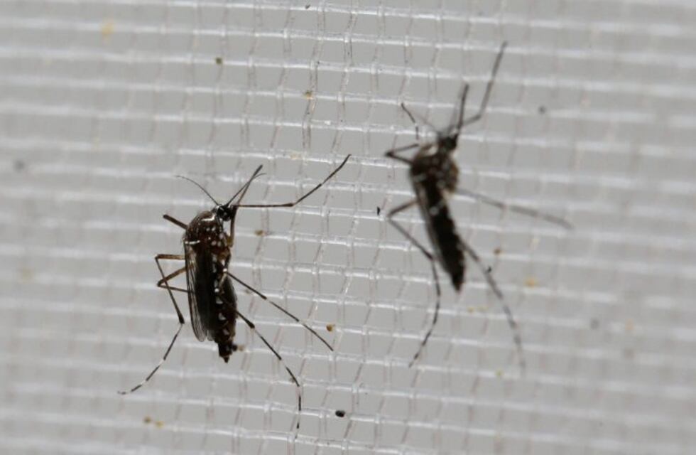 Advierten sobre la posibilidad del regreso de la fiebre amarilla a la Argentina