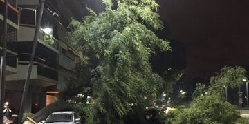 u00c1rboles cau00eddos en Belgrano.