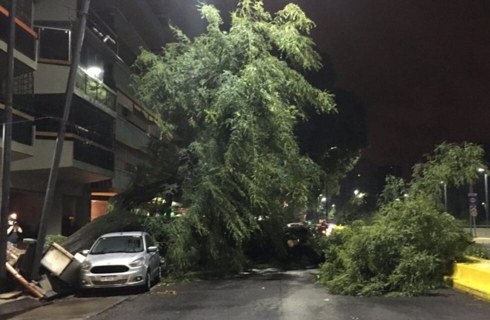 Un árbol cayó sobre tres autos por las intensas lluvias en Belgrano