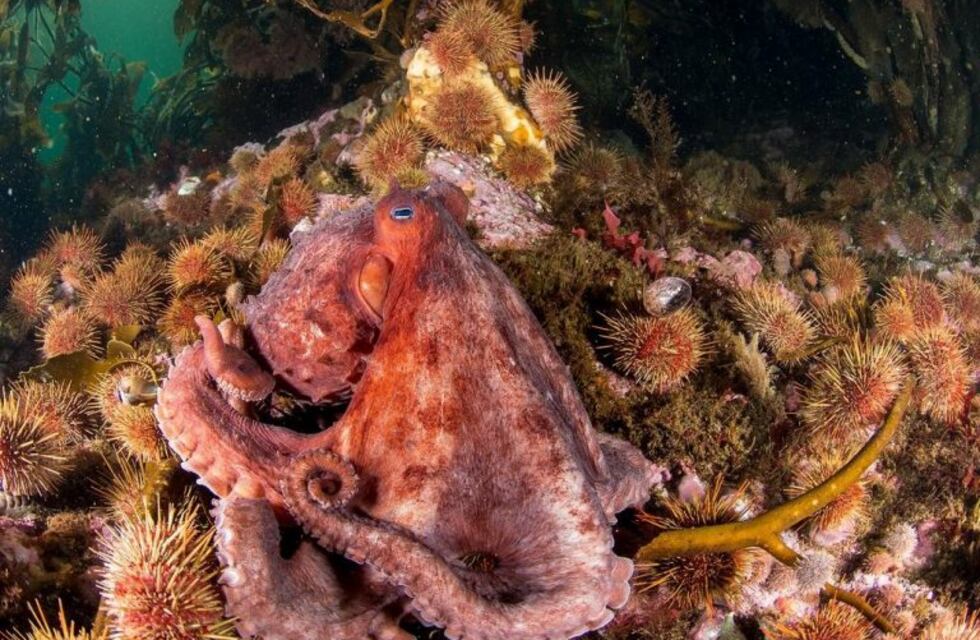 Fin del mundo, santuario submarino