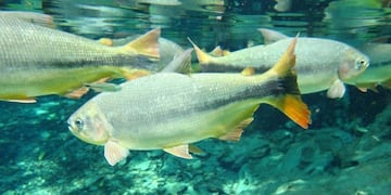 Detectan peces con fármacos\nCrédito: Web