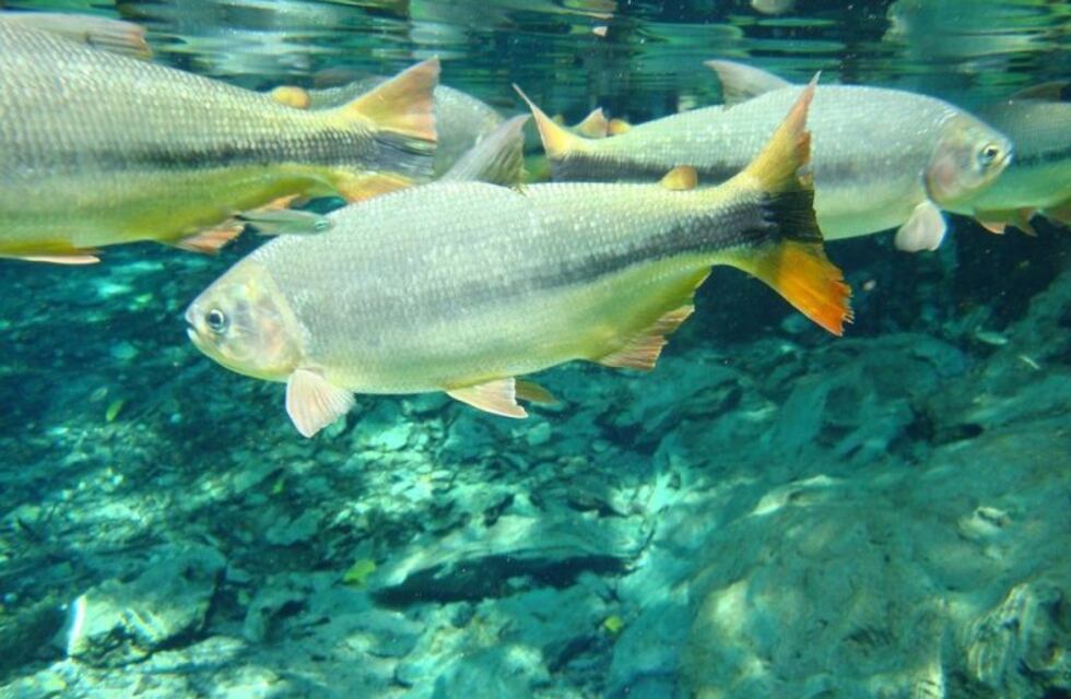 Científicos detectaron la presencia de fármacos de uso humano en peces del río Uruguay