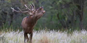 La brama es una experiencia que solamente puede apreciarse en La Pampa, y en un marco de cardenal que la hace única\u002E