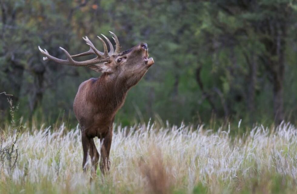 Lanzan la temporada de Brama 2019, un espectáculo natural único