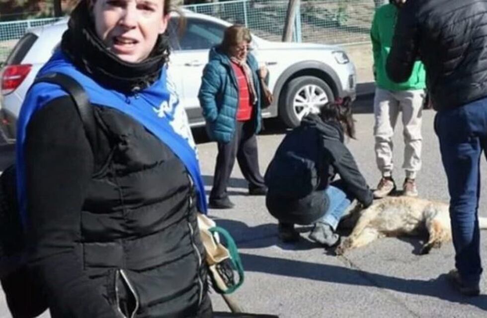 Trelew: desmintieron la muerte del perro callejero que se tragó un petardo en una manifestación