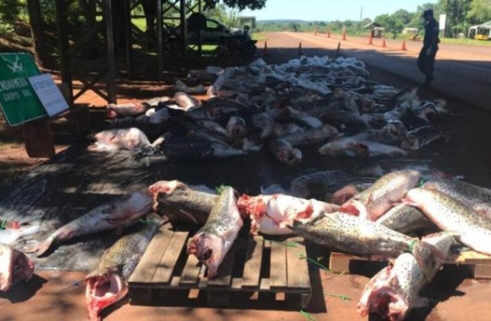 Secuestraron 300 surubíes durante la veda de pesca en Puerto Libertad
