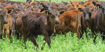 Vacunación Antiaftosa: Comenzará el 11 de octubre