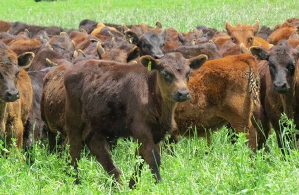 Vacunación Antiaftosa: Comenzará el 11 de octubre