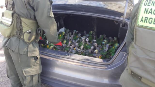 Gendarmería Nacional detuvo a dos personas que trasladaban 100 loros en el baúl de un auto.