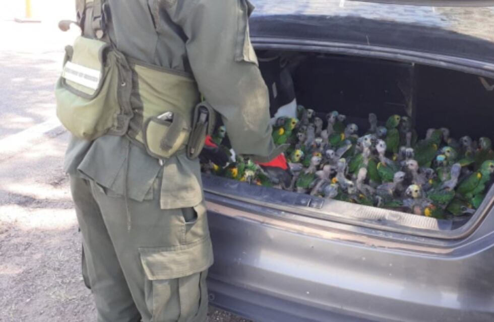 Dos hombres transportaban 100 loros en el baúl de un auto y los detuvo Gendarmería Nacional