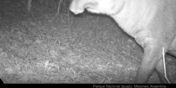 Cámaras trampa del Parque Nacional Iguazú captan un ejemplar de tapir.