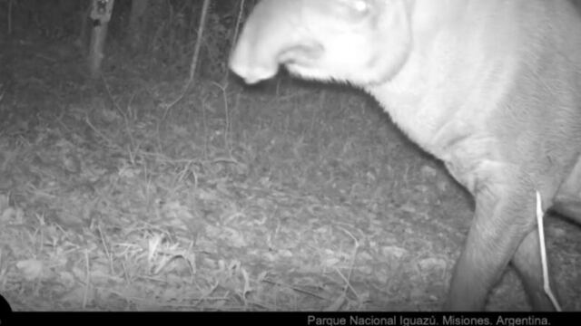Cámaras trampa del Parque Nacional Iguazú captan un ejemplar de tapir.
