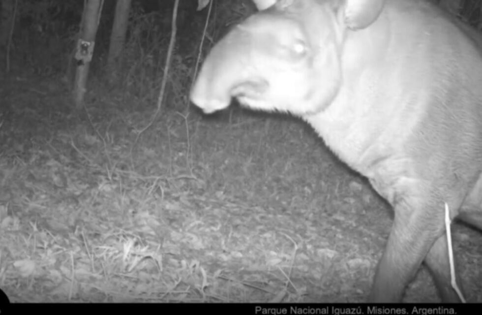 Cámaras trampa del Parque Nacional Iguazú captan un ejemplar de tapir