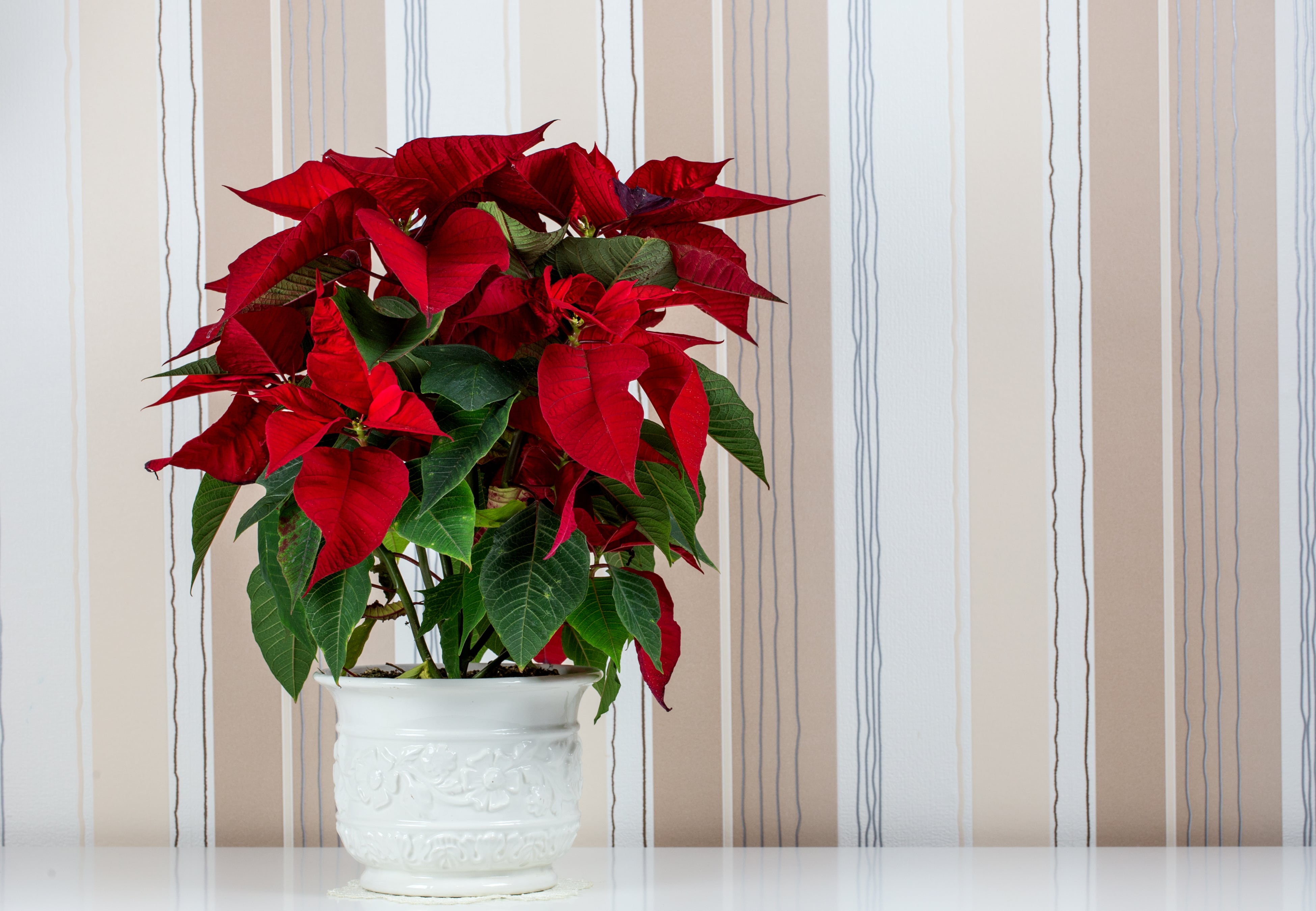 Poinsettia.