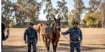 Caballitos de batalla: fueron rescatados por la policía de San Juan y ahora realizarán rescates en la montaña (Imagen ilustrativa)