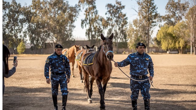 Caballitos de batalla: fueron rescatados por la policía de San Juan y ahora realizarán rescates en la montaña (Imagen ilustrativa)