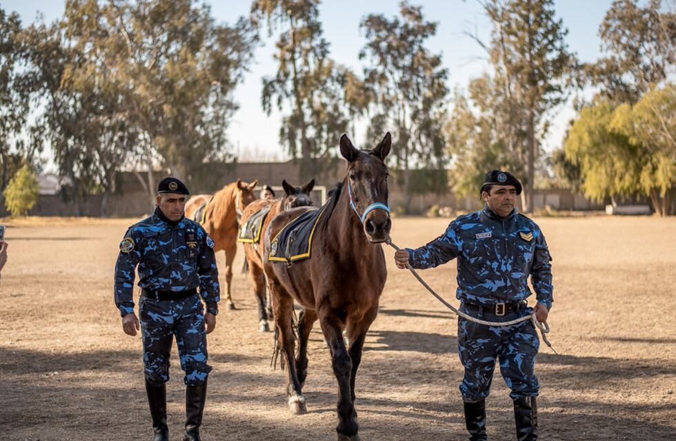 Caballitos de batalla: fueron rescatados por la Policía Rural de San Juan y ahora realizarán rescates en la montaña