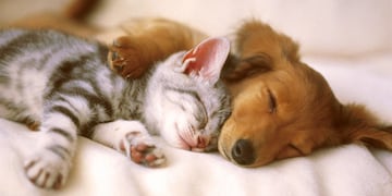 Esto es lo que se supone que sueñan los perros y gatos.