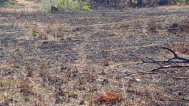 Tras el incendio de una chacra, hallaron un cráneo en el predio.
