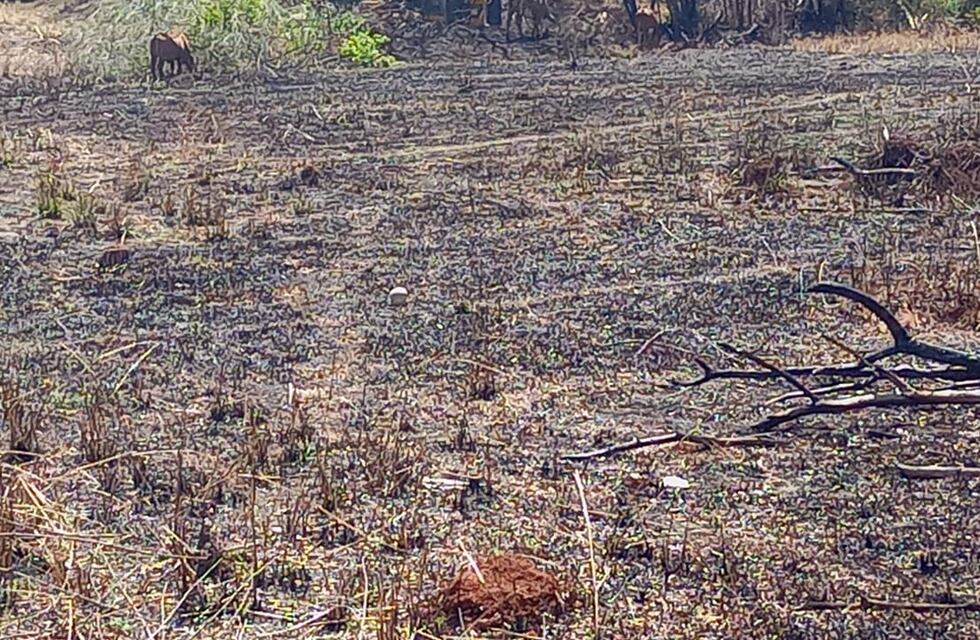 Tras el incendio de una chacra misionera, hallaron un cráneo en el predio