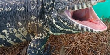 Apareció un lagarto overo en una casa de Santa Fe
