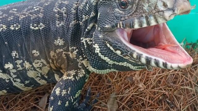 Apareció un lagarto overo en el centro de Tandil