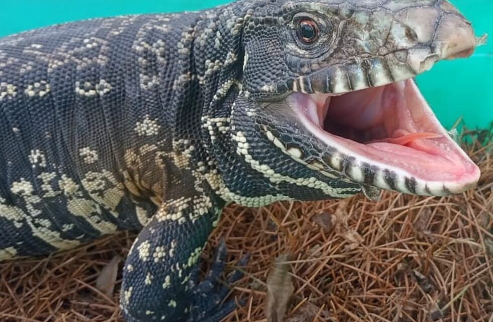 Video viral: quiso atrapar un lagarto overo en Santa Fe y hubo una víctima inesperada