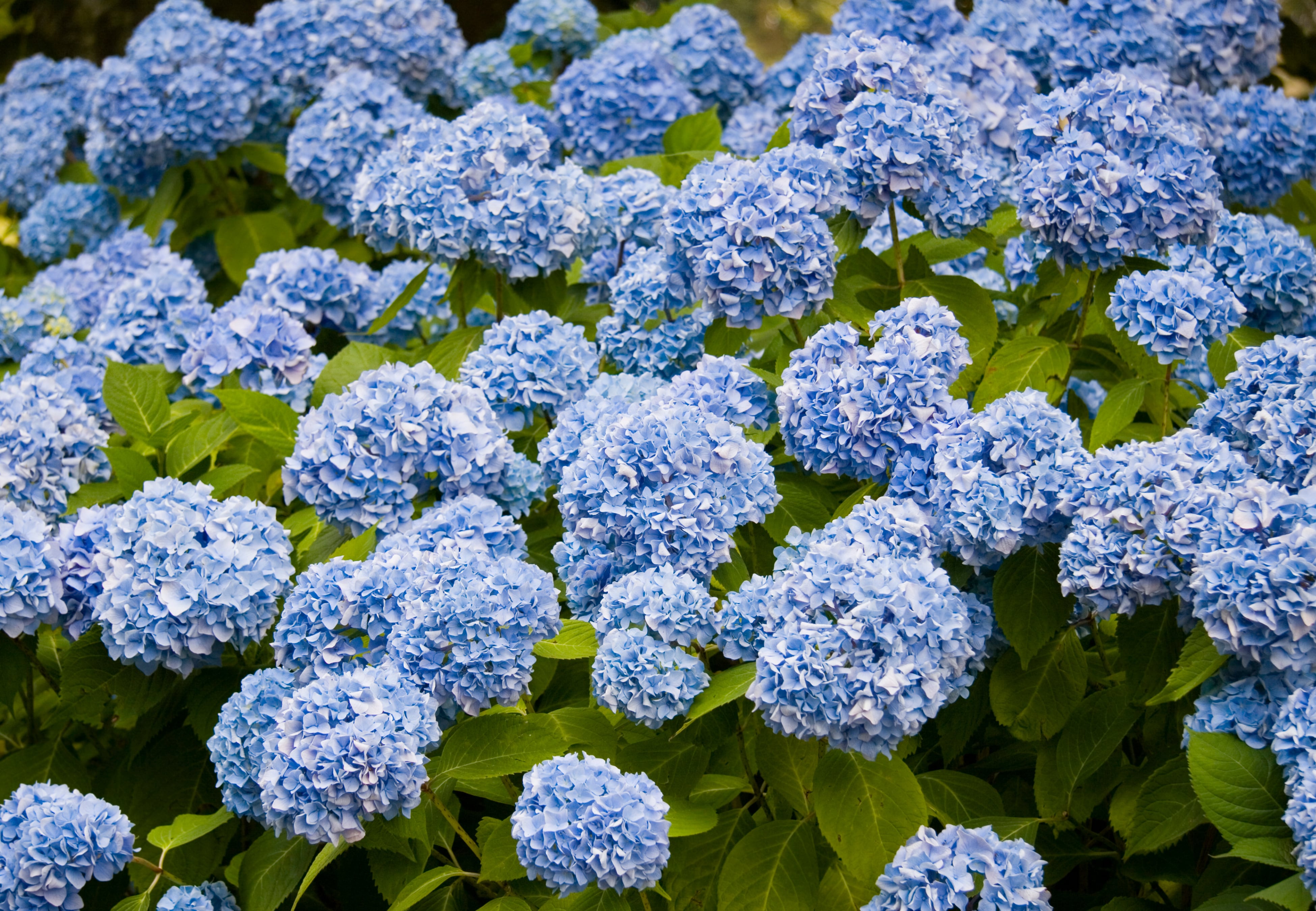 Hortensia.